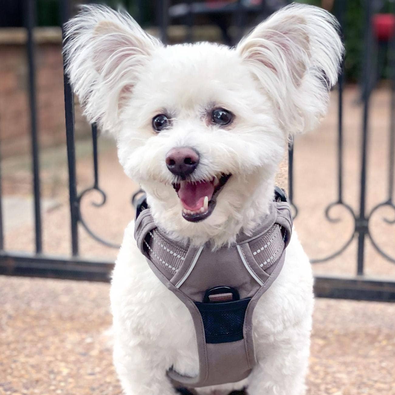 Venture Paw Dog Harness
