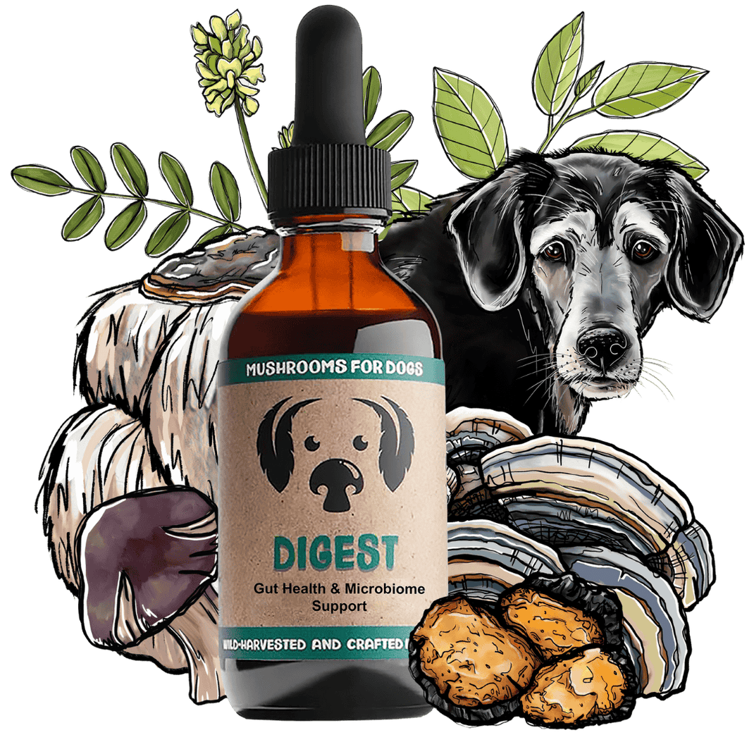 MyCo Dog Digest 2oz