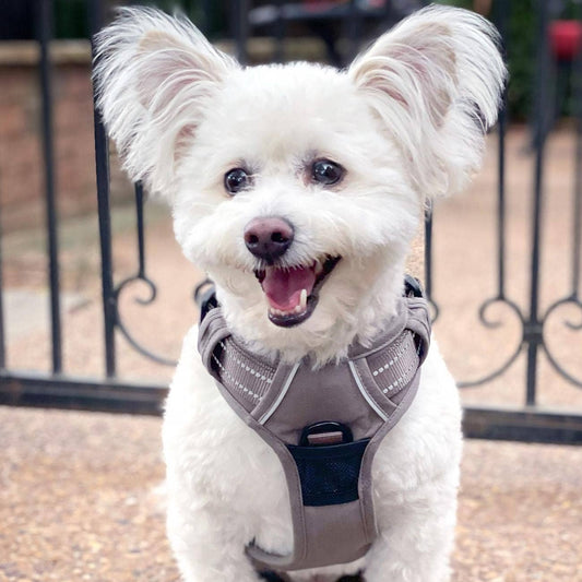 Venture Paw Dog Harness - Dried Sage