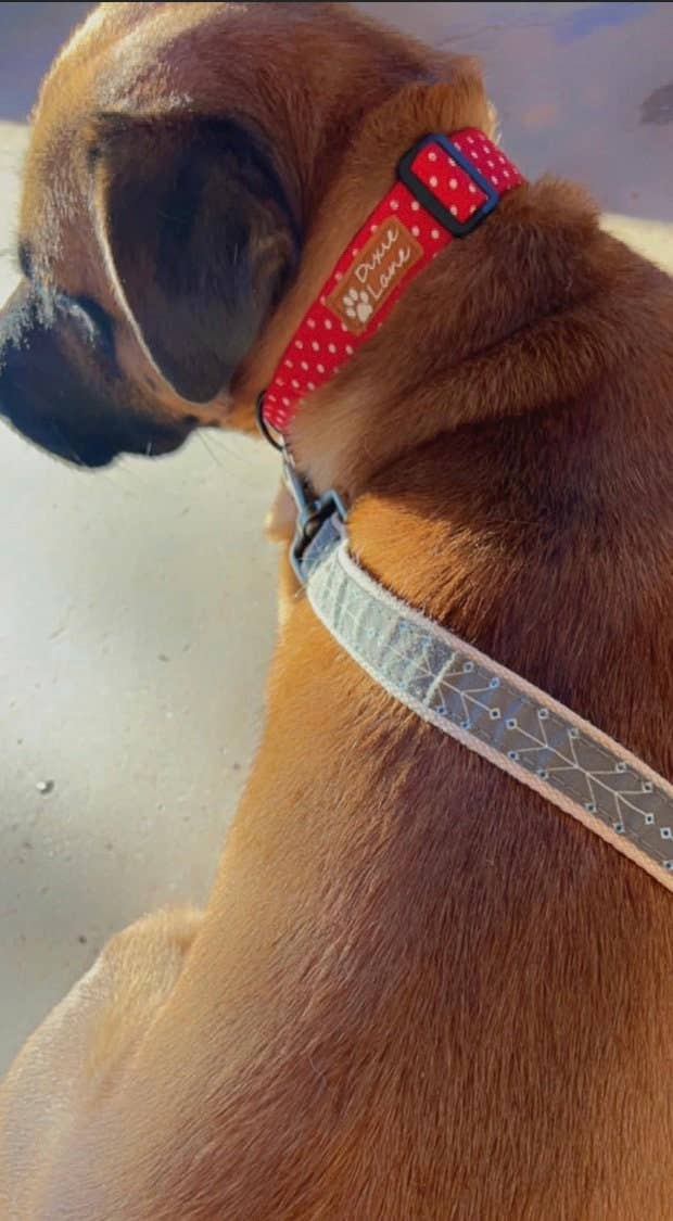 Red Polka Dot Dog Collar, Dixie Lane Collars
