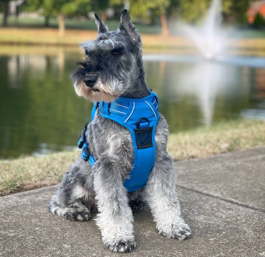 Venture Paw Dog Harness - Mountain Lake